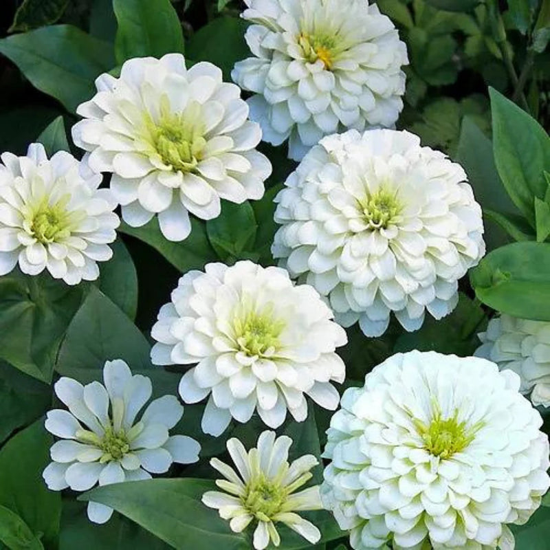 White Zinnia Flower Seeds for Planting – Heirloom Non-GMO Garden Seeds