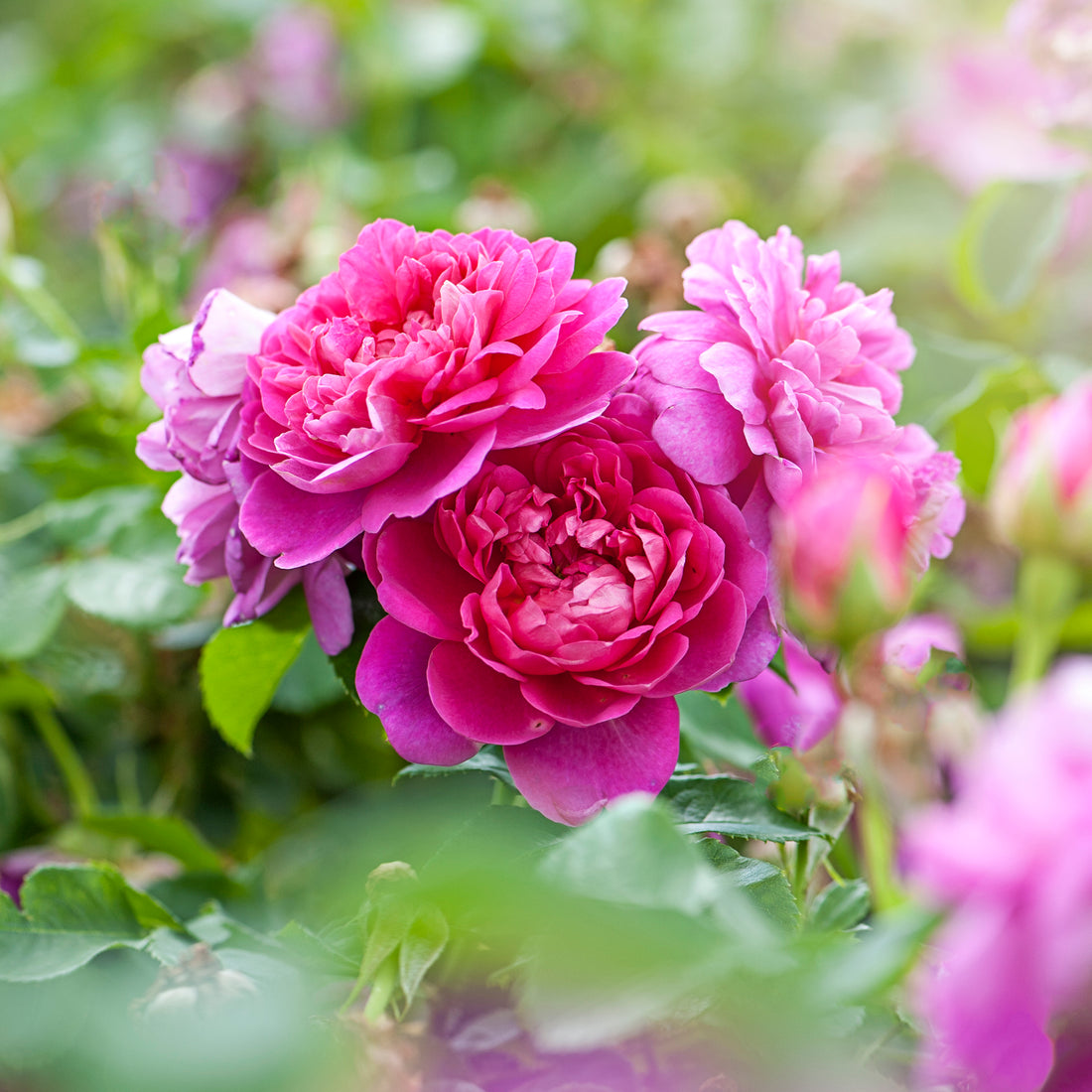 Rose flower seeds