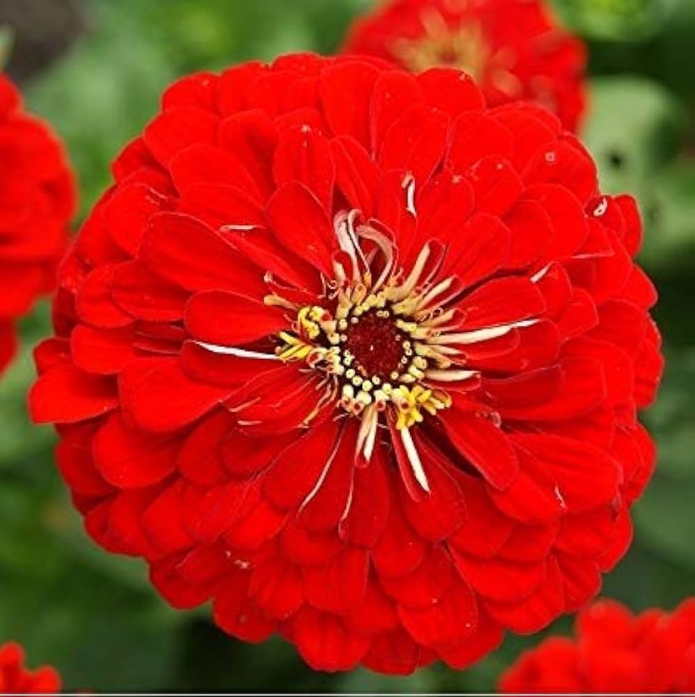 Red Zinnia flower seeds