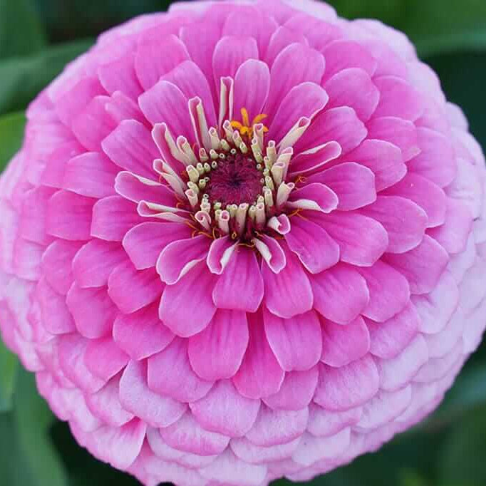 Giant Pink Zinnia plant
