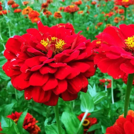 Bright Red Zinnia plant