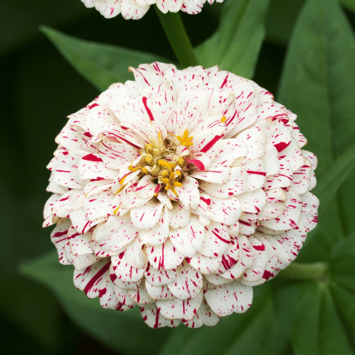 Peppermint Stick Zinnia plant
