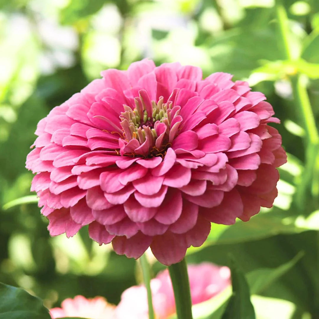 Pink Benary flower seeds