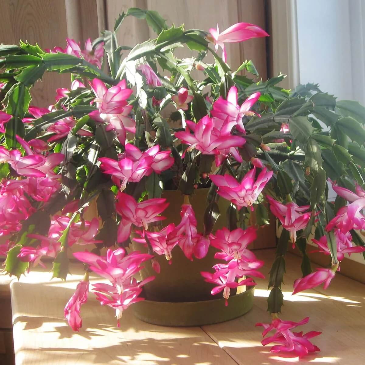 Christmas Zygocactus plant