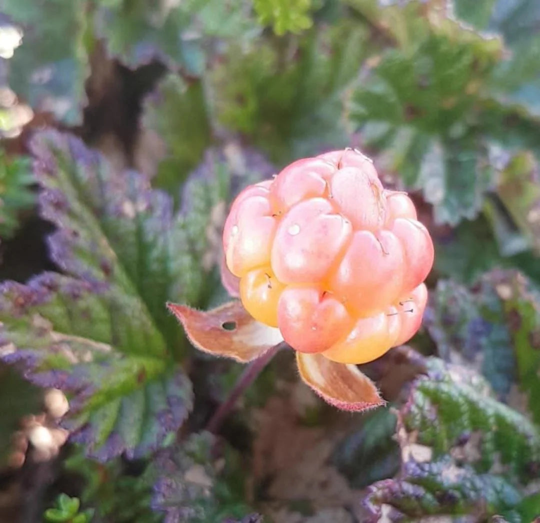 cloudberry fruit seeds