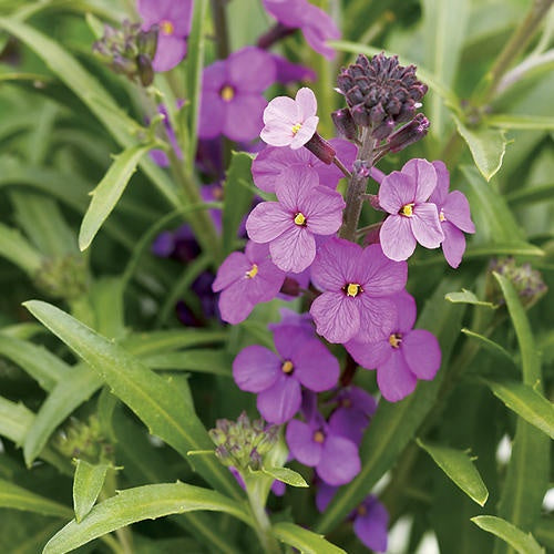 Violet Linifolium flower seeds