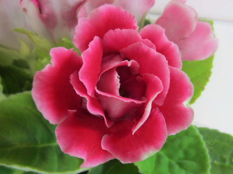 Pink Gloxinia flower seeds