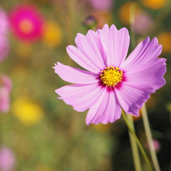 Cosmos flower seeds