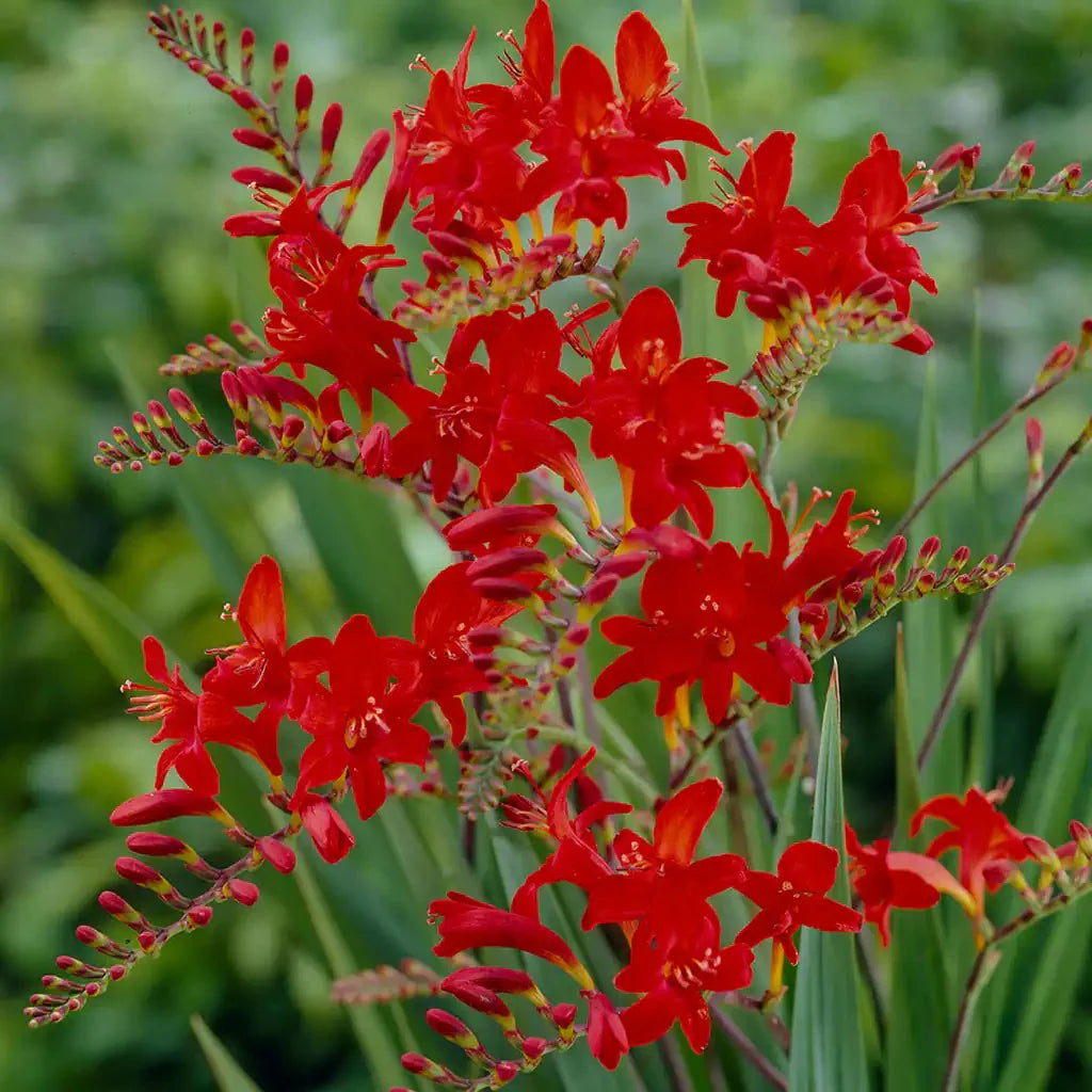 Crocosmia flower seeds