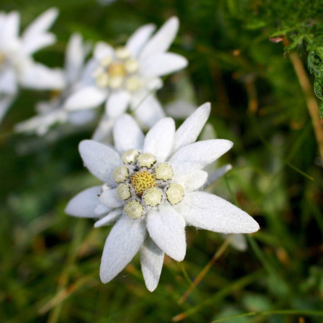 White Edelweiss flower seeds