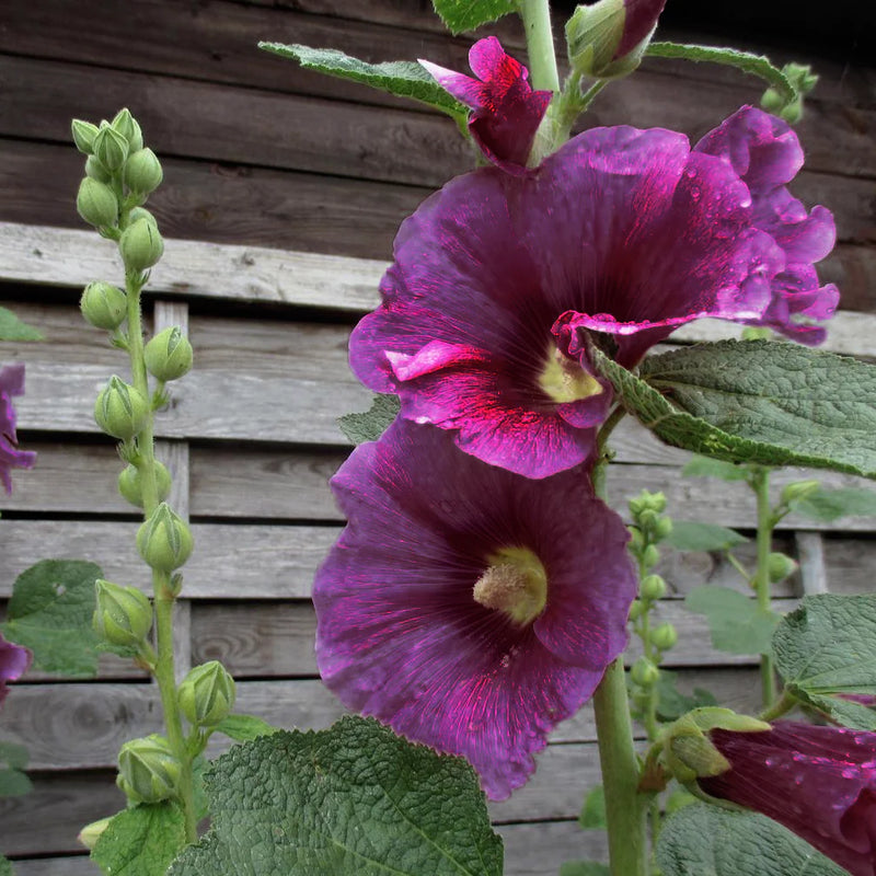 Purple Hollyhock Flower Seeds for Planting – Heirloom Cottage Garden Seeds