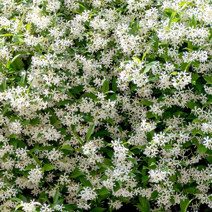 Common Poet's Jasmine Jasminum officinale white fragrant flowers