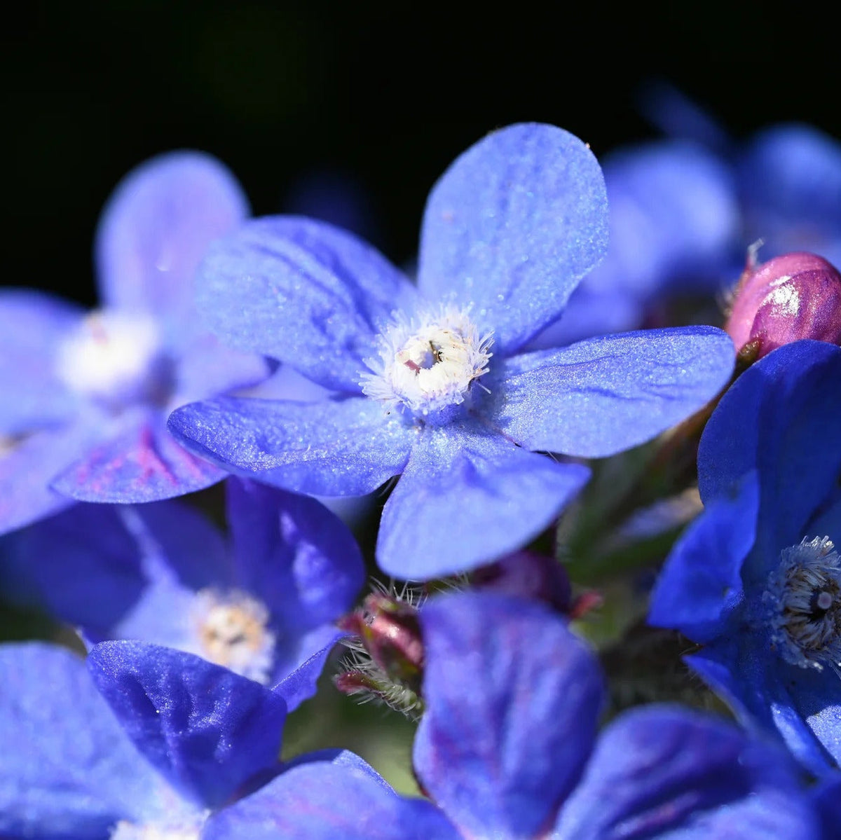 Anchusa Officinalis plant