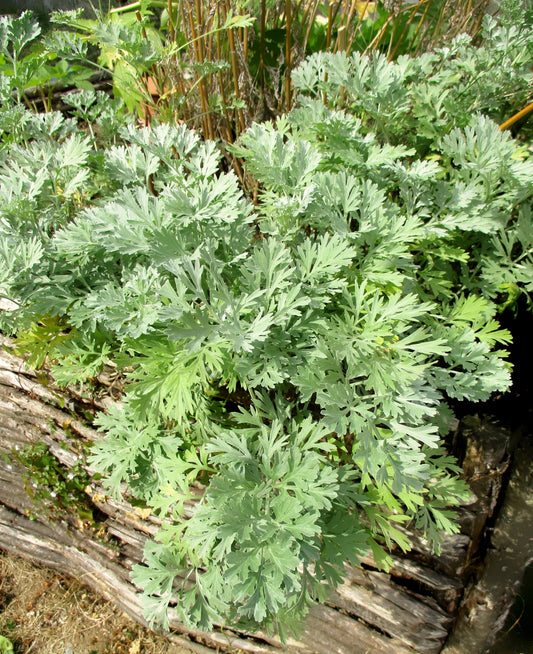 Absinthe Wormwood Herb Seeds for Planting – Heirloom Non-GMO Garden Seeds