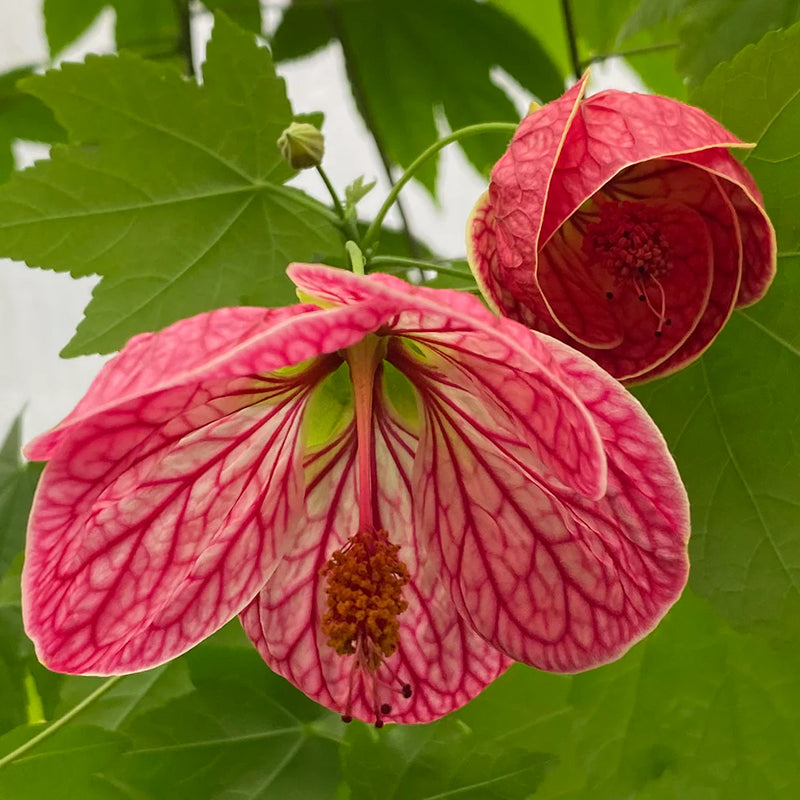 Abutilon hybridum Flower Seeds for Planting – Heirloom Flowering Maple Seeds