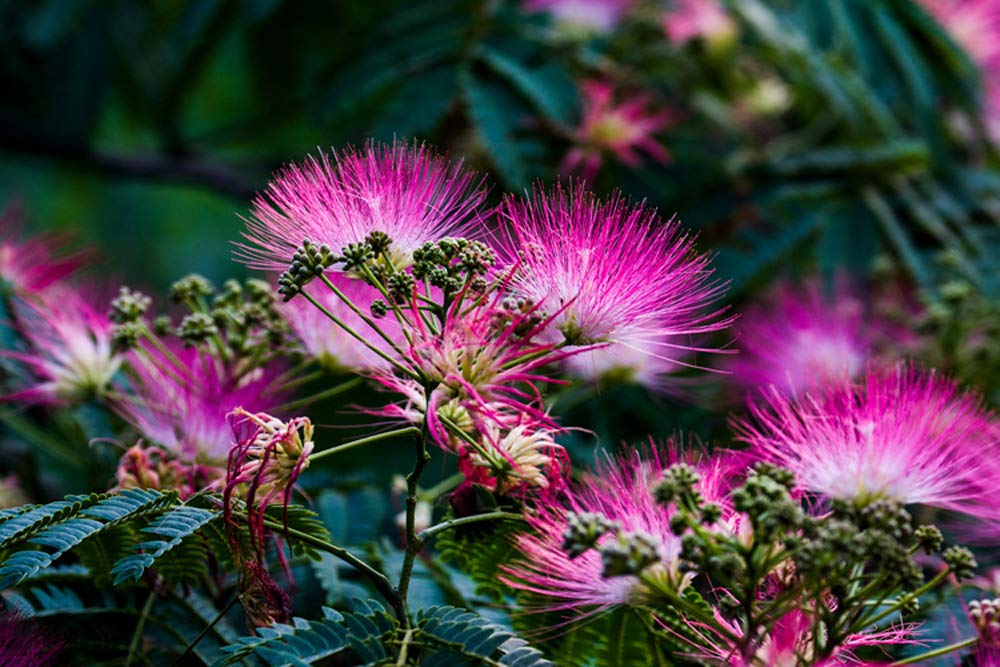 Acacia Perennial flower seeds