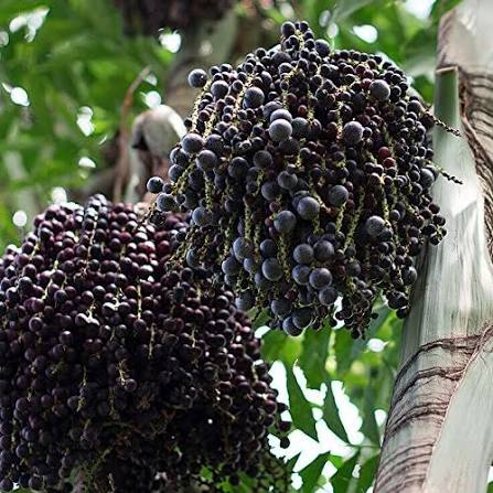 Acai Fruit Seeds for Planting – Heirloom Non-GMO Garden Seeds