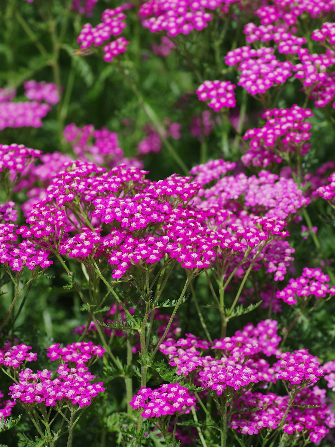 Yarrow flower seeds