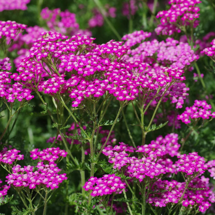 Queen Yarrow Achillea plant