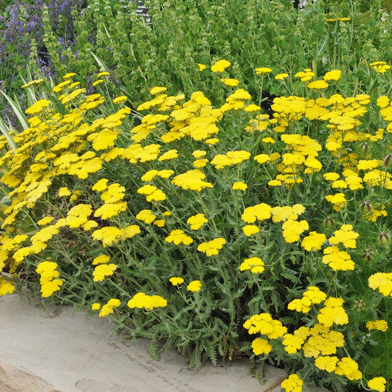 Yellow Achillea flower seeds