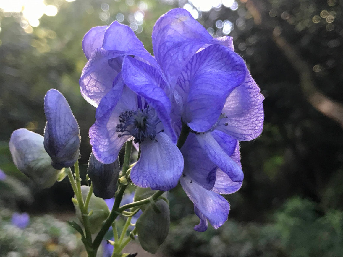 Monkshood (Aconitum napellus) displaying tall spikes of deep blue-violet, helmet-shaped flowers above deeply divided dark green foliage in a perennial garden.
