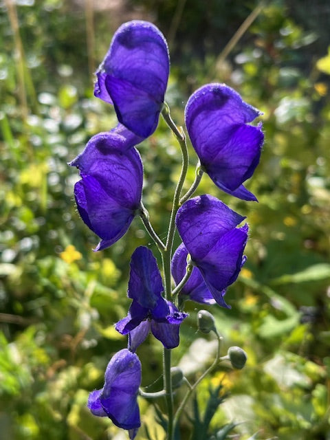 Monkshood (Aconitum napellus) displaying tall spikes of deep blue-violet, helmet-shaped flowers above deeply divided dark green foliage in a perennial garden.