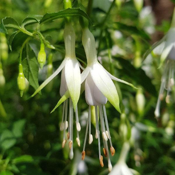 Green White flower seeds