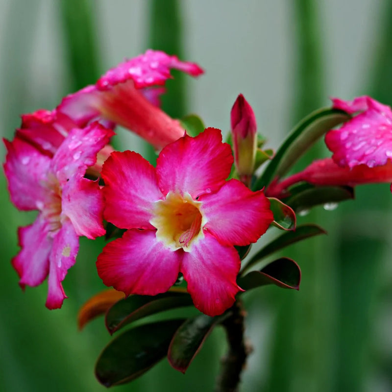 Mixed Adenium Obesum Flower Seeds for Planting – Heirloom Non-GMO Garden Seeds