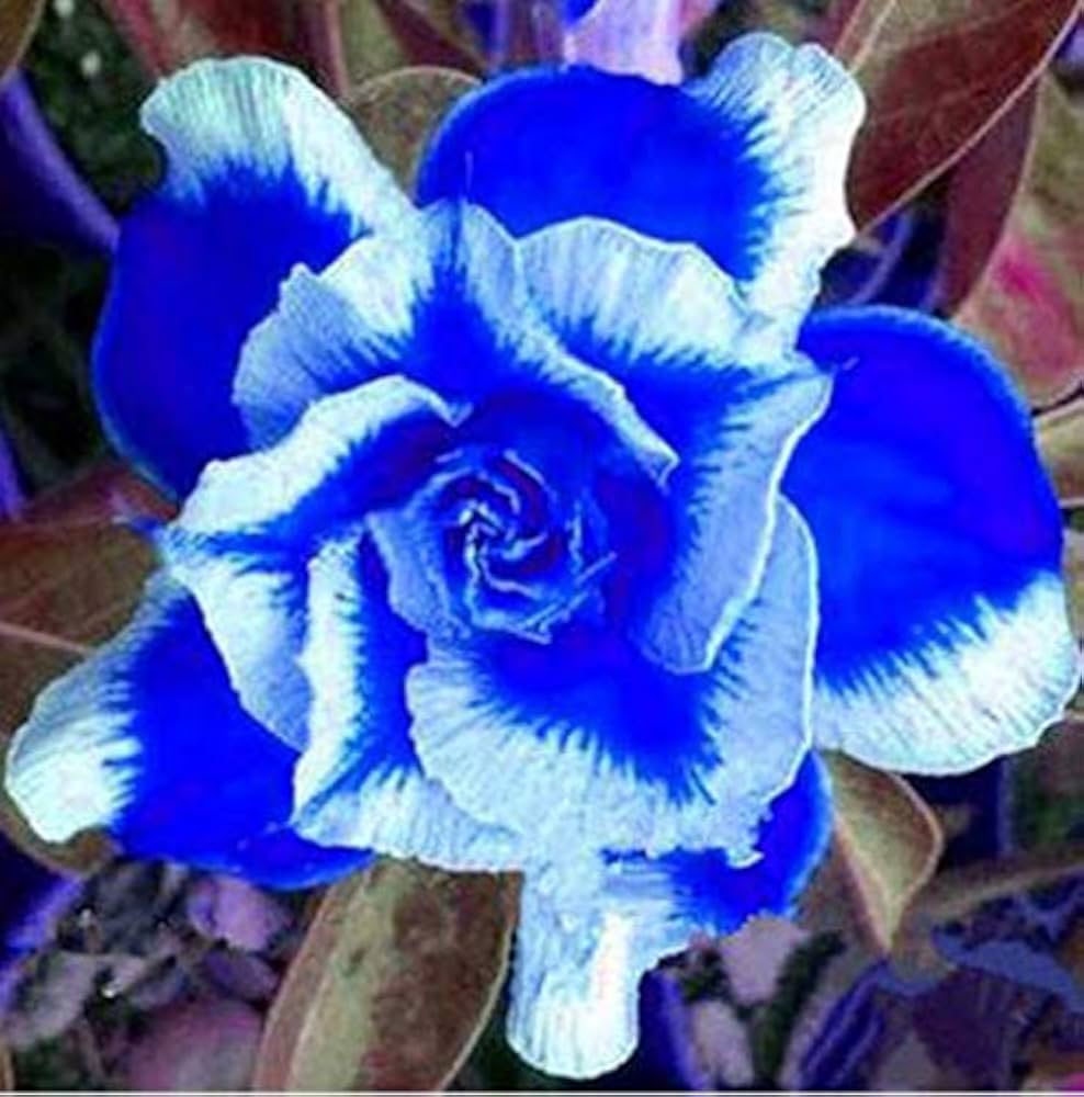 Blue White flower seeds