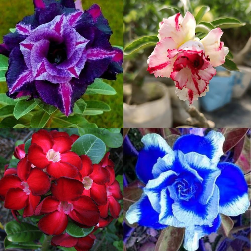 Blue Adenium flower seeds