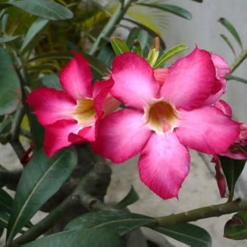 Adenium Obesum Growing in Sunny Container