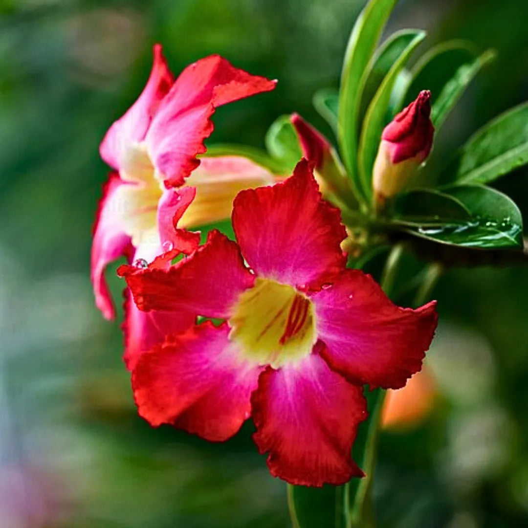 Pink Adenium flower seeds