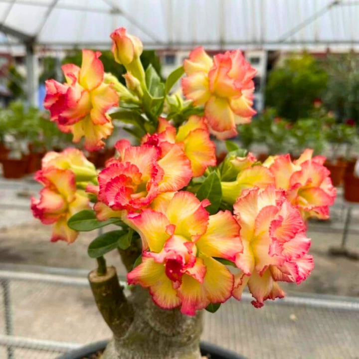 Orange Adenium Flowers in Warm Climate