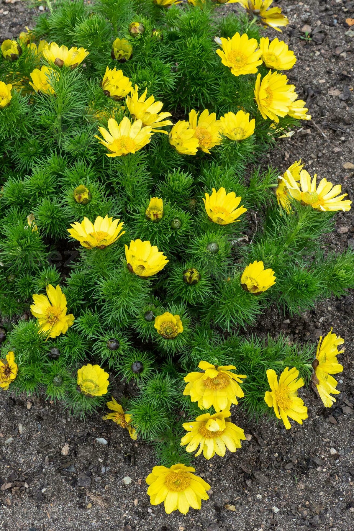 Spring Adonis (Adonis vernalis) showing bright yellow flowers and finely divided green foliage in a sunny, well-drained garden.