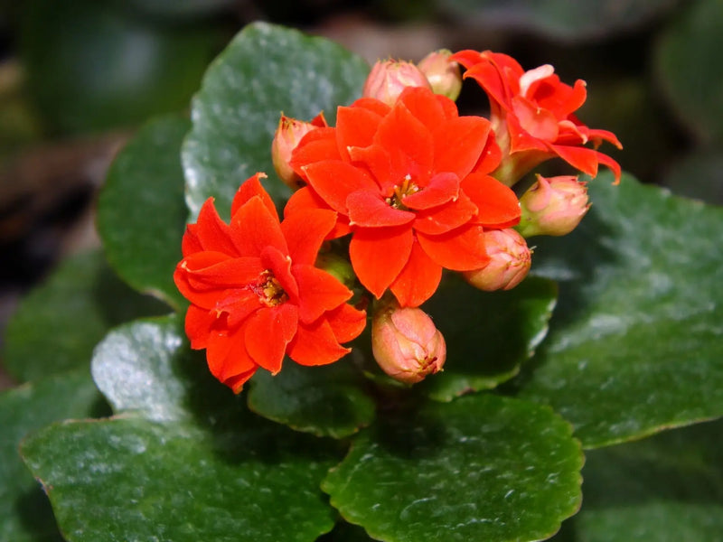 Kalanchoe Blossfeldiana Flower Seeds for Planting – Heirloom Non-GMO Garden Seeds
