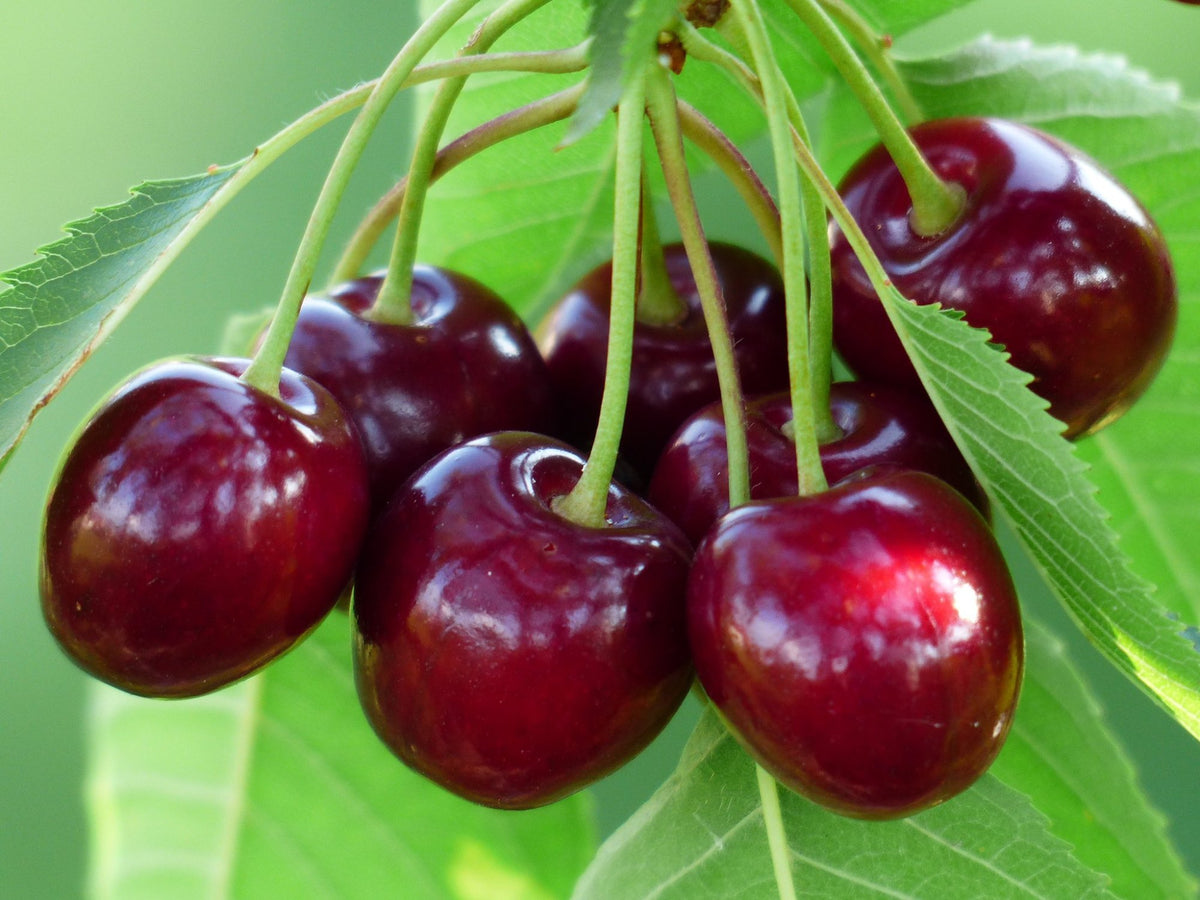 Afghan cherry seeds for planting, Prunus jacquemontii shrub variety