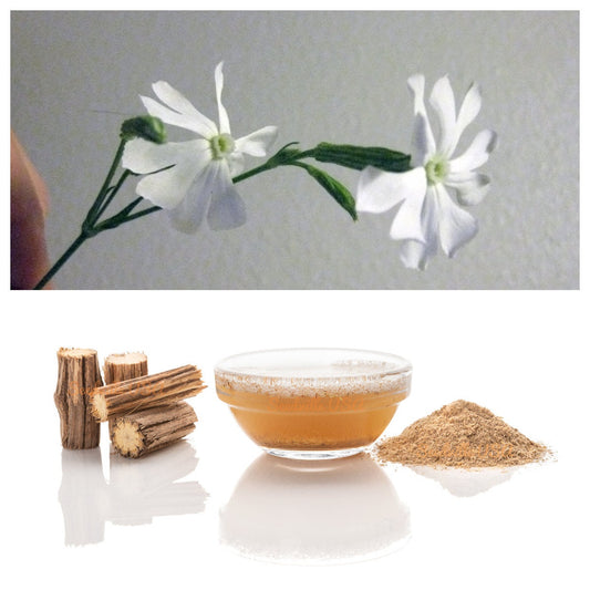 Graines de Silene Capensis (Racine de rêve africaine) à planter – Semences potagères ancestrales non OGM
