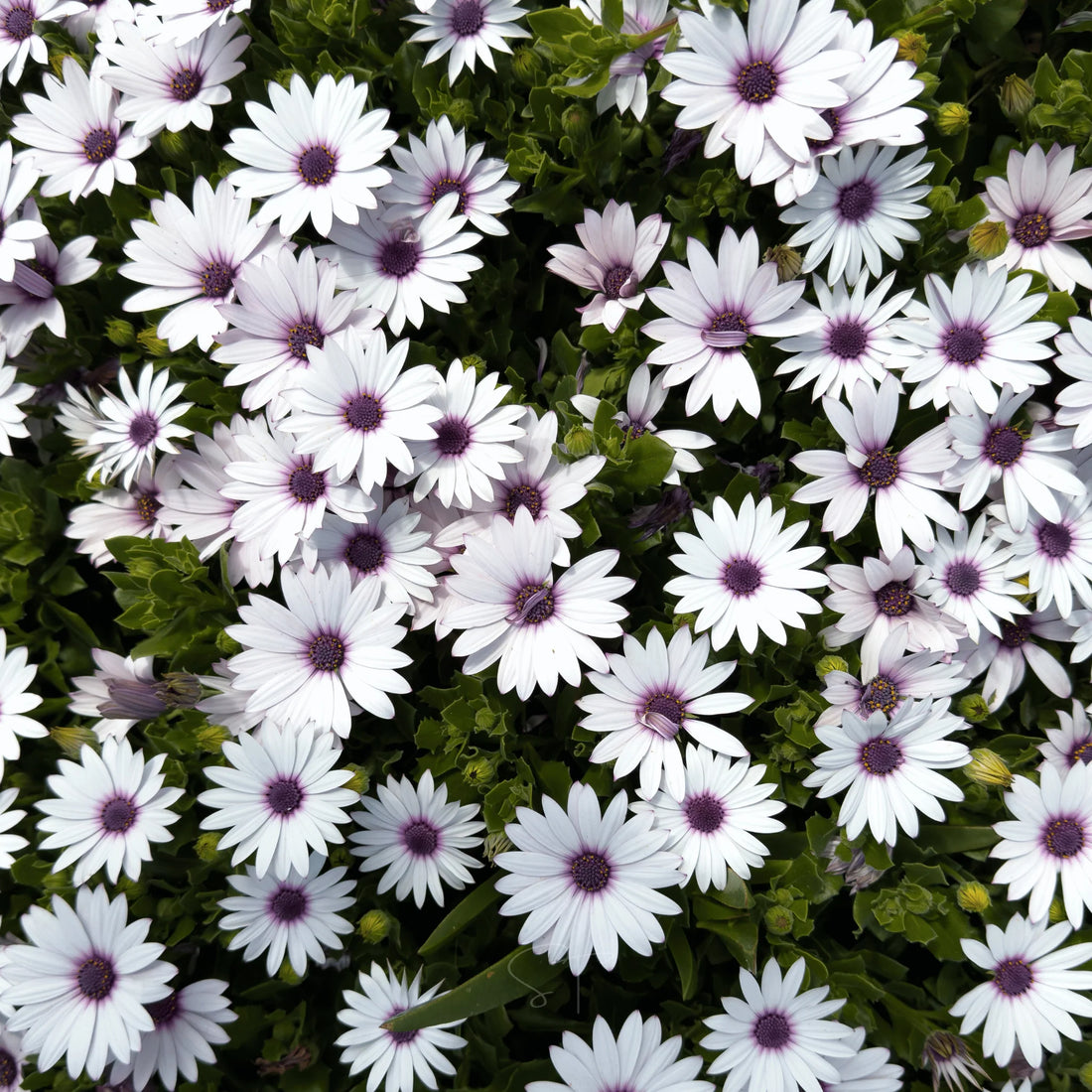 White Osteospermum flower seeds
