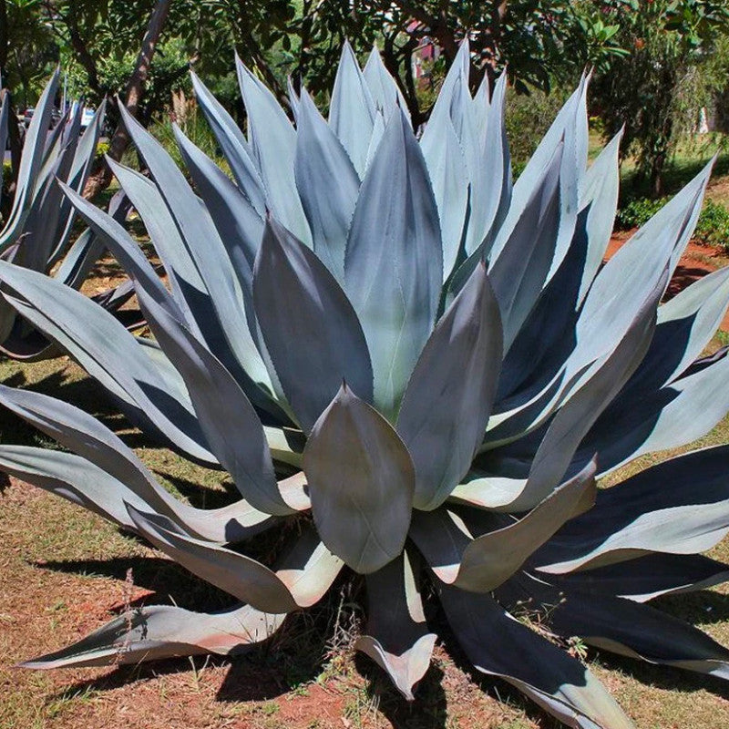Agave Kerchovei flower seeds