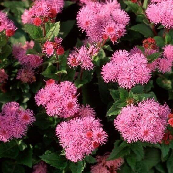 Rose Ageratum plant