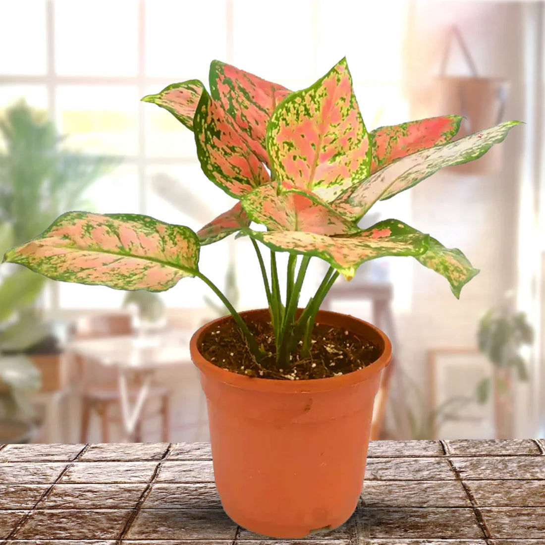 Pink Aglaonema flower seeds