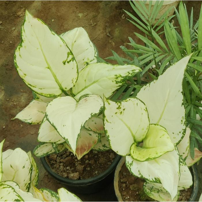 White Aglaonema flower seeds