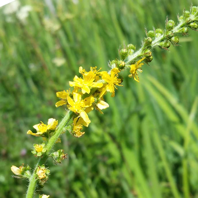 Common Agrimony (Agrimonia eupatoria) with slender spikes of small yellow flowers, green serrated leaves, and upright stems growing in a natural garden setting.