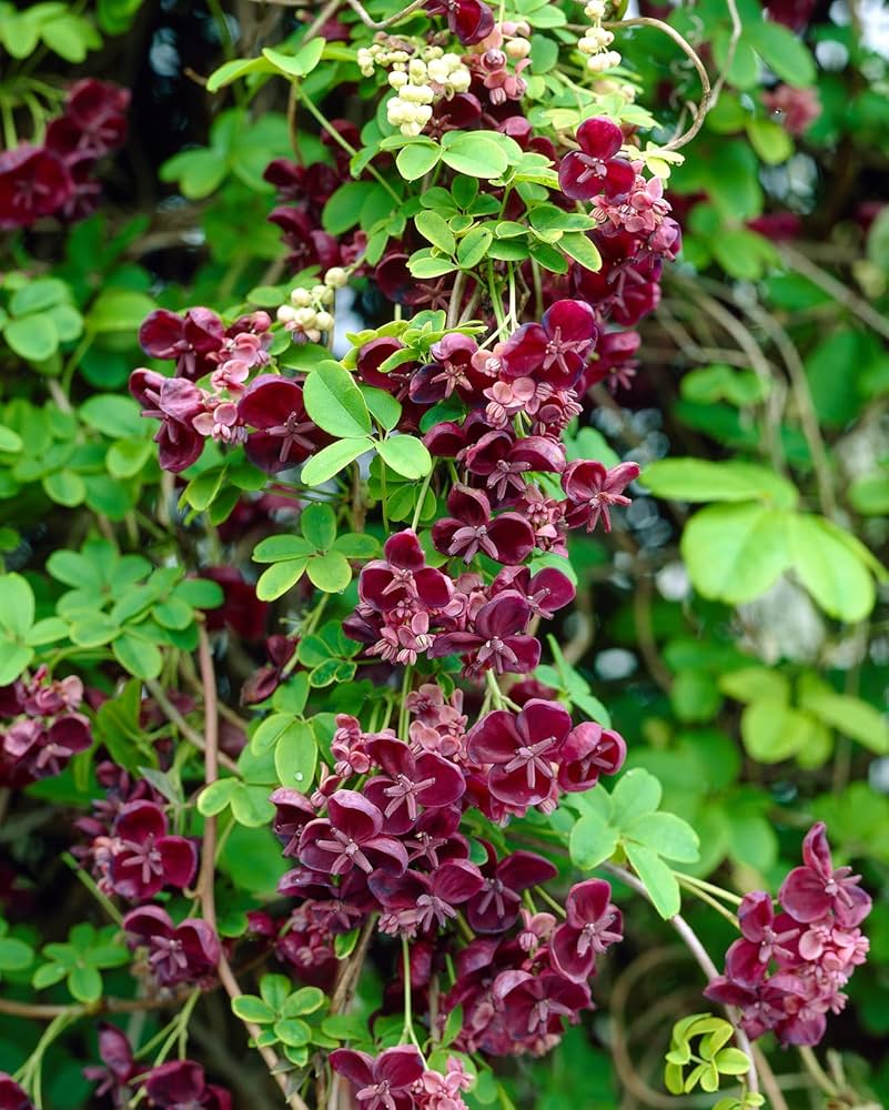 Akebia Quinata flower seeds