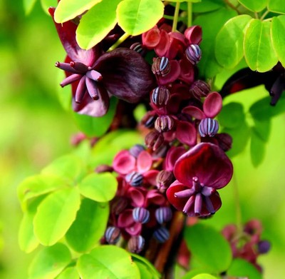 chocolate vine seeds