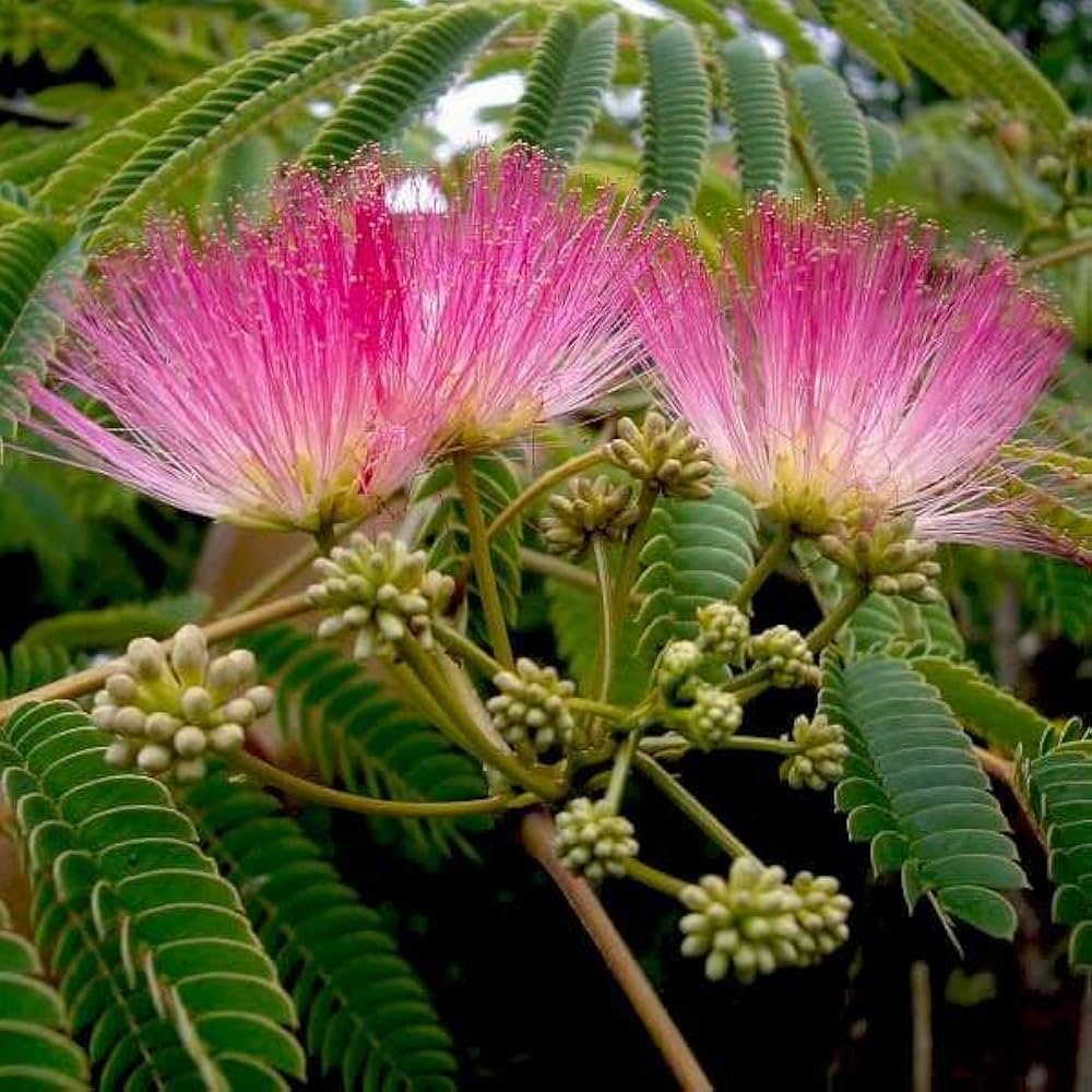 Pink Albizia flower seeds