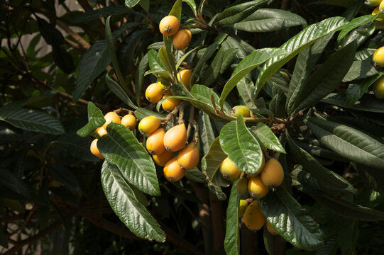 Algeria Argentina loquat fruit seeds for planting, featuring the loquat fruit tree with glossy green leaves, ripe yellow-orange fruits, and fresh seeds for home gardening.