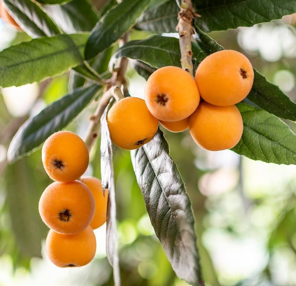 Algeria Argentina loquat fruit seeds for planting, featuring the loquat fruit tree with glossy green leaves, ripe yellow-orange fruits, and fresh seeds for home gardening.