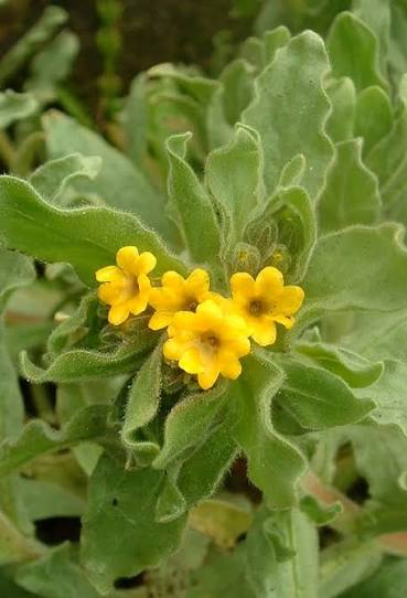Oriental alkanet (Alkanna orientalis) flowering plant with bright yellow blooms and green foliage growing in a sunny, well-drained garden.