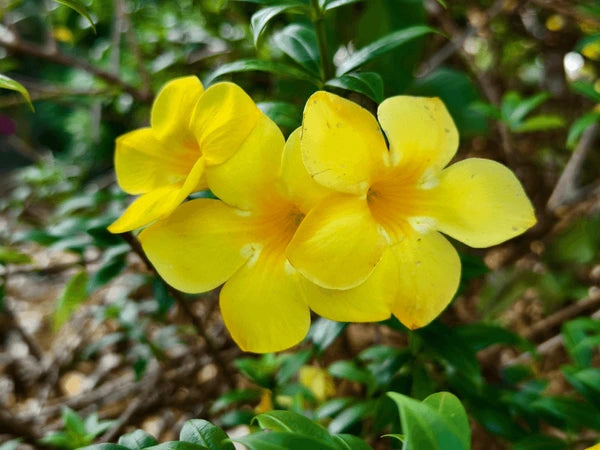 Beautiful Allamanda Flower Seeds for Planting – Heirloom Non-GMO Garden Seeds